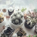 (원데이) 그린 플랜트 이미지