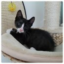 고양이에개 | 고양이 캣타워 후기 ㅣ 여러 개 써본 콩이 냥이 반응(1)