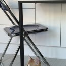 고양이 관상 봐줘. 얘 똑똑할 것 같아? 바보일 것 같아? 이미지