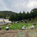 [24.10.25. 선생님 오시는 날]마늘 잡초 뽑고, 비닐 속에 묻힌 마늘 꺼내기, 배추,무 밭 김매기 이미지