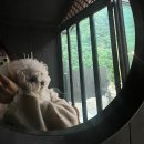개버랜드 | 청주 근교 애견동반펜션 [보은 개버랜드 내돈내산 후기] 재방문의사 완전 있음!