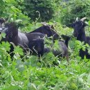 청정염소농장 이미지