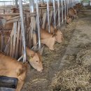 안정축산 이미지