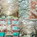 제8구경길 새이령 가는길 | 희우정로 벚꽃길 가는법 합정 벚꽃 실시간 후기