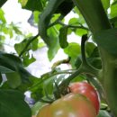 강골농장 이미지