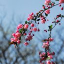 해당화 - 안산시 상록구 안산대학로 106 | 해당화