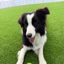 클라라애견 이미지