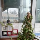 치브레오 이미지