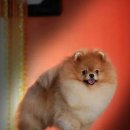 쥬티 펫 이미지