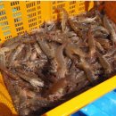 청정해역 이미지