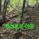 심봤다약초2