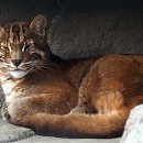 황금고양이 이미지