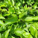 창신 목욕탕 이미지