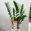 상도그 검암점 이미지