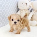 전주강아지분양 고양이분양 24시 데려가개 전주점 이미지