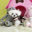 The 쇼독 이미지