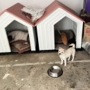 아메리칸 불리 하우스 이미지