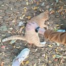 덕고개농장 | 덕고개당숲(군웅숲) 산책하기