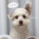 모쿠, 또모쿠 네이버블로그
