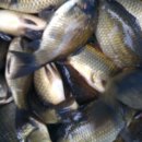 서곡낚시터 이미지