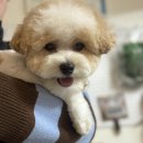 토비애견미용 이미지