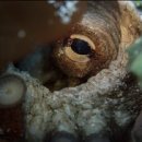 문어대장 이미지