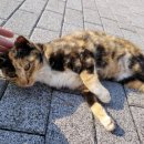 (고양이 분실신고) 경기도 부천시 원미구 역곡지구대 앞 이편한세상 근처에서 실종된 고양이를 찾습니다! 이미지