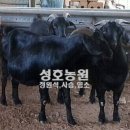 성호농장 이미지