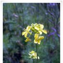 여주-0608 이미지