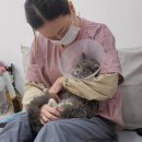 고양이무마취미용 묘갱살롱 이미지