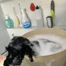 멍멍이 미장원 이미지