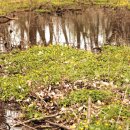 비그로브 비 이미지