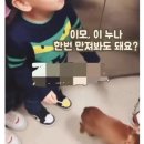 강아지 이모 이미지