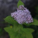 대성사슴농장 이미지