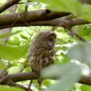 긴점박이올빼미(Ural Owl) 이미지