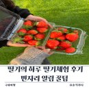 정오농장 | 3년 동안 예약 성공한 딸기의 하루 딸기체험 후기｜빈자리 알림 꿀팁