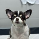 드림펫 동물병원 이미지