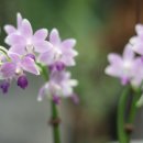 아마빌리스 이미지