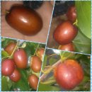 라온농장 이미지