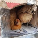 미미골프PC 이미지