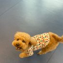 우쭈쭈플렉스 강아지 유치원 호텔 | 광주애견유치원 우쭈쭈플렉스 12살 강아지 첫 유치원 &amp; 프리미엄 호텔링 솔직후기