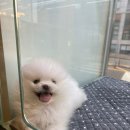 수원강아지분양 드림독 안심분양센터 수원점 이미지