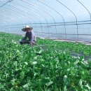 허가네 밥상 이미지