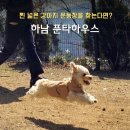 푼타하우스 | 애견운동장카페 추천 ｜ 넓은 강아지 운동장이 있는 하남 '푼타하우스' 내돈내산 솔직후기