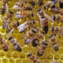 다니엘 양봉 이미지