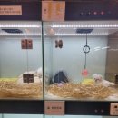 상도그 검암점 이미지