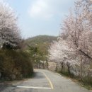 짱아 | 남양주캠핑장추천 짱아민박&amp;캠핑장 벚꽃 터널 가족캠핑 후기