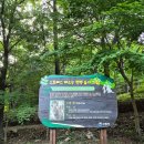 편백나무쉼민박 | 남해편백자연휴양림 숙박 후기, 편백숲과 계곡에서 제대로 힐링한 남해 여행