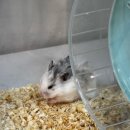 제주 골든햄스터 분양 볼주머니 이미지