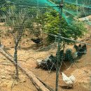 삼닭농장 이미지